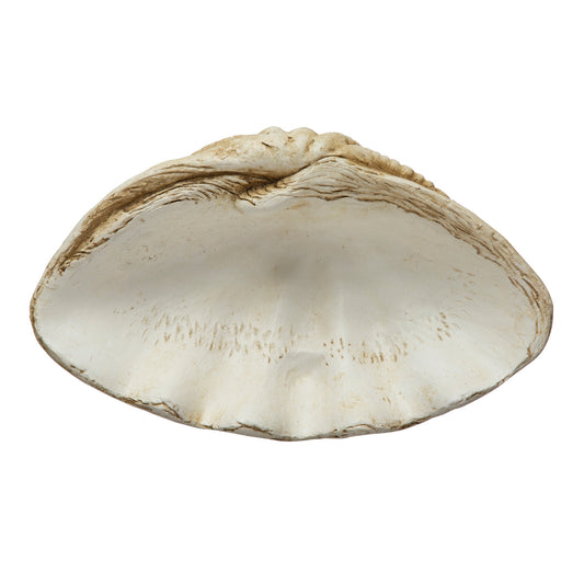 Small Shell